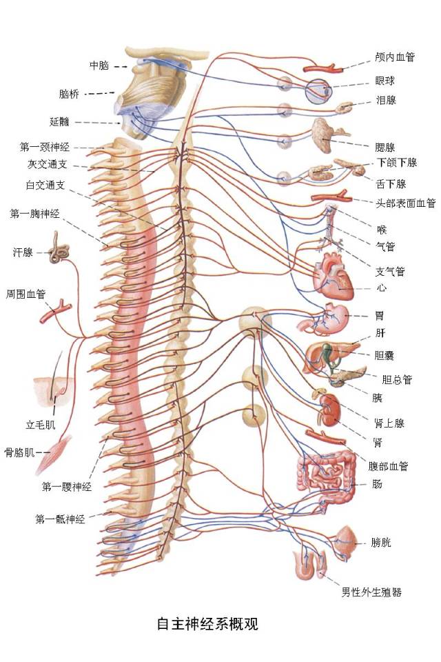 神经系统概述