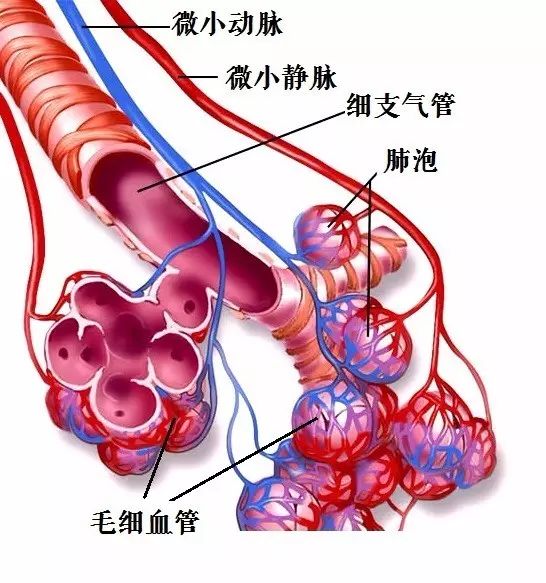 微循环障碍导致物质交换障碍进而引发肺部代谢性慢病形成与发展